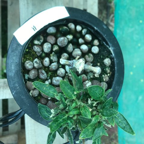 Fuego growlog timeline photo