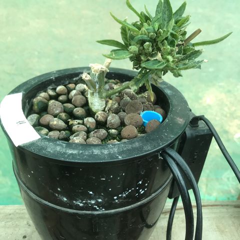 Fuego growlog timeline photo