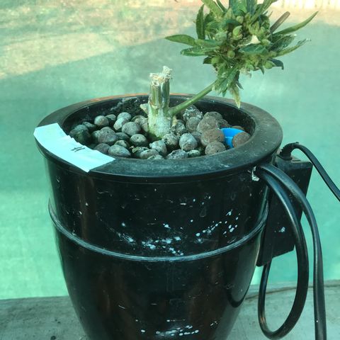 Fuego growlog timeline photo