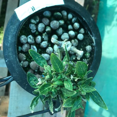 Fuego growlog timeline photo