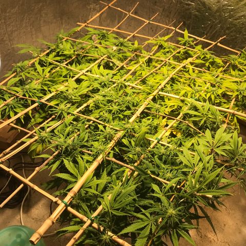 Fuego growlog timeline photo