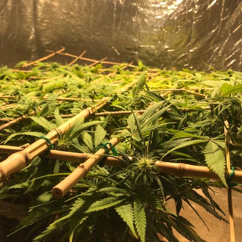 Fuego growlog timeline photo