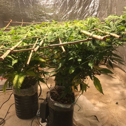 Fuego growlog timeline photo