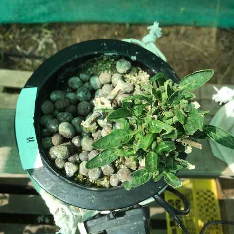 Fuego growlog timeline photo