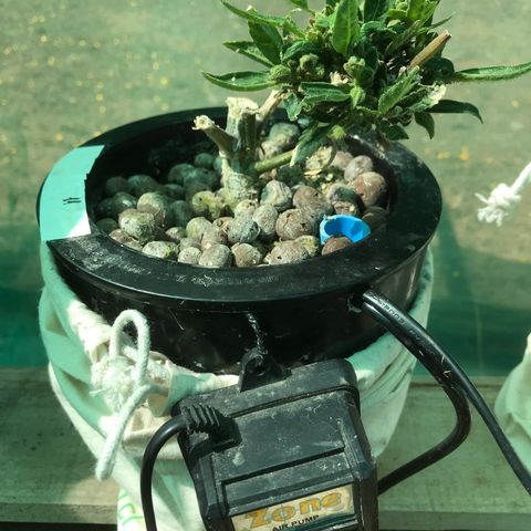 Fuego growlog timeline photo