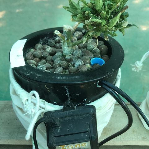 Fuego growlog timeline photo