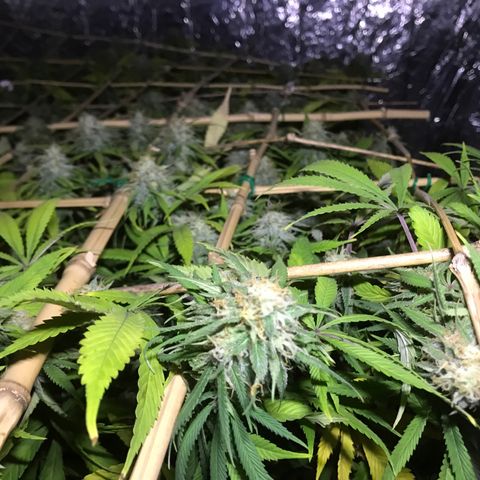 Fuego growlog timeline photo