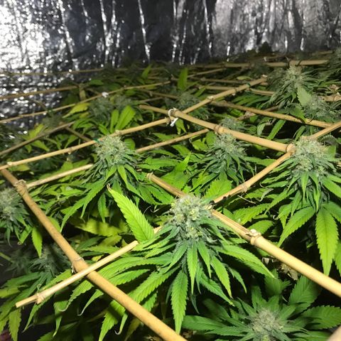 Fuego growlog timeline photo