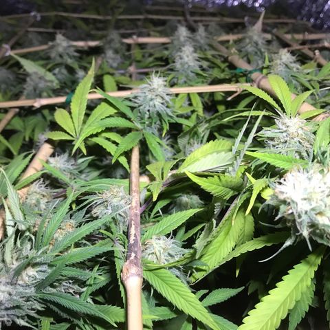 Fuego growlog timeline photo