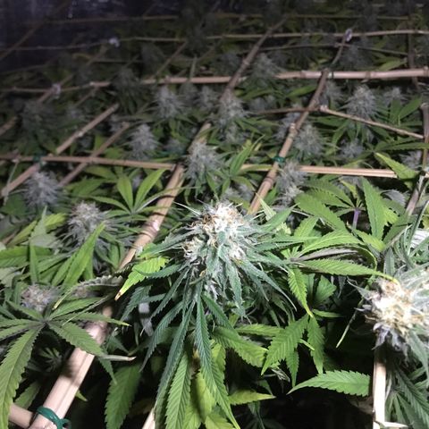 Fuego growlog timeline photo