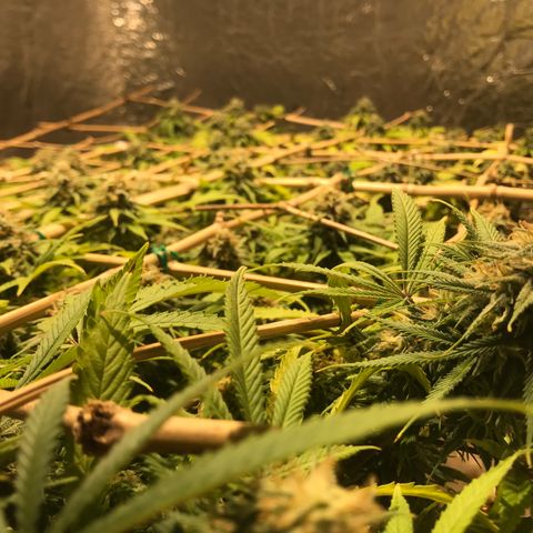 Fuego growlog timeline photo
