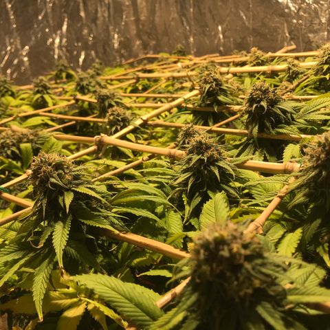 Fuego growlog timeline photo