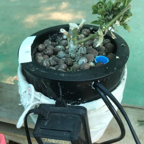Fuego growlog timeline photo
