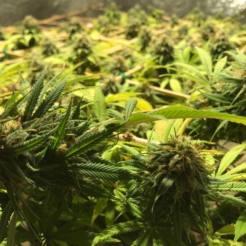 Fuego growlog timeline photo
