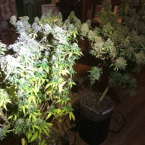 Fuego growlog timeline photo