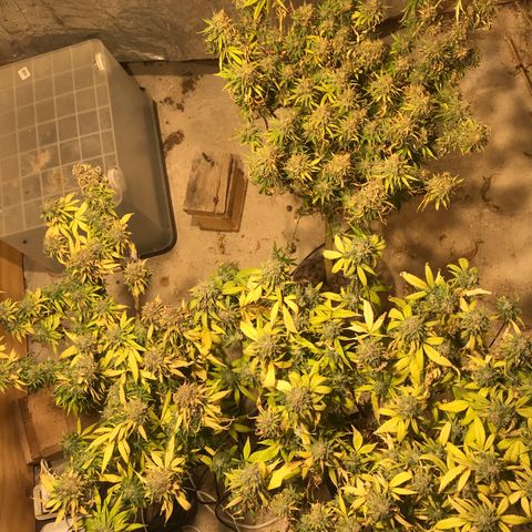 Fuego growlog timeline photo