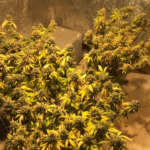 Fuego growlog timeline photo
