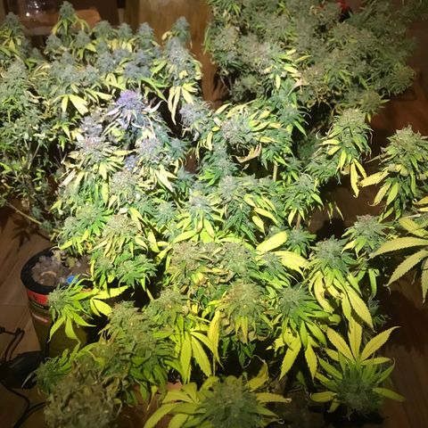 Fuego growlog timeline photo