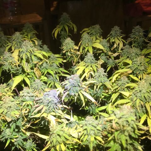 Fuego growlog timeline photo