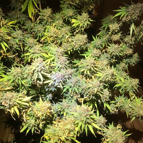 Fuego growlog timeline photo