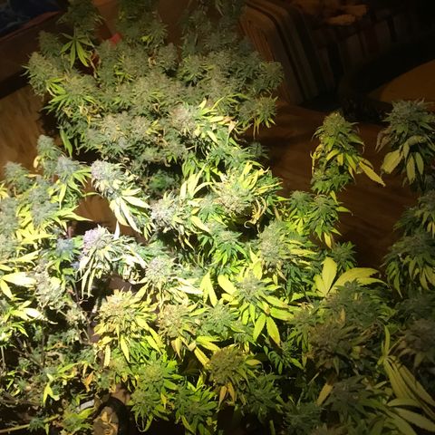 Fuego growlog timeline photo