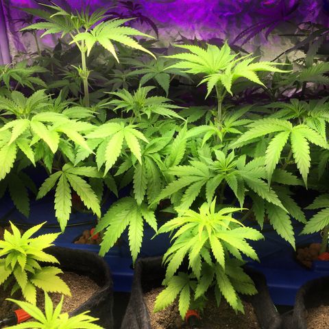 Hydro#1 x3 growlog timeline photo