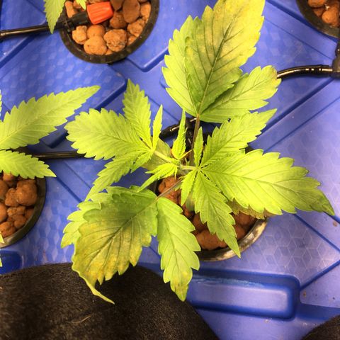 Hydro#1 x3 growlog timeline photo