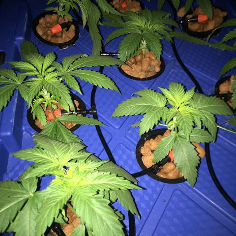Hydro#1 x3 growlog timeline photo