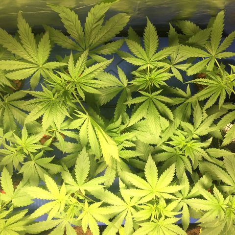 Hydro#1 x3 growlog timeline photo
