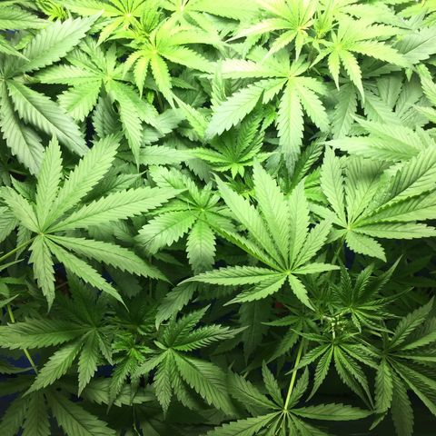 Hydro#1 x3 growlog timeline photo