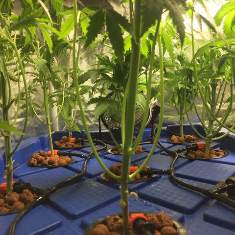 Hydro#1 x3 growlog timeline photo