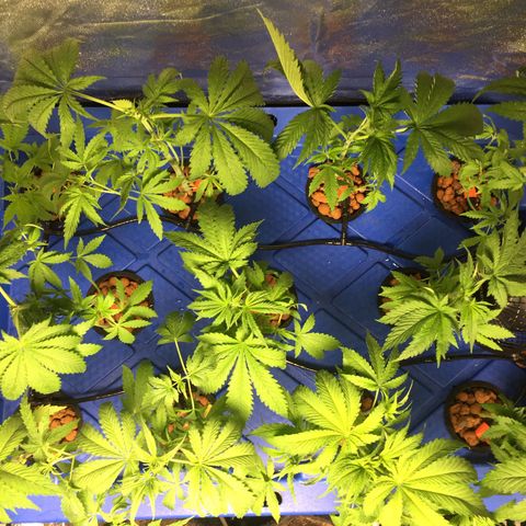 Hydro#1 x3 growlog timeline photo