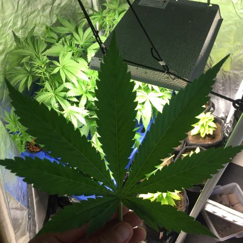 Hydro#1 x3 growlog timeline photo