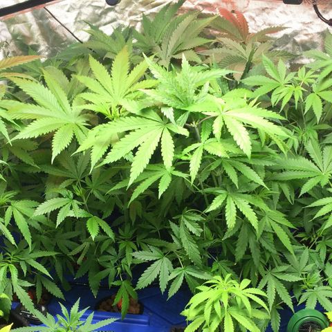 Hydro#1 x3 growlog timeline photo