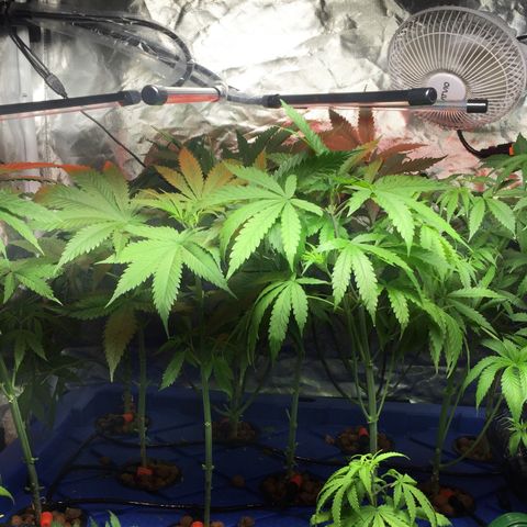 Hydro#1 x3 growlog timeline photo