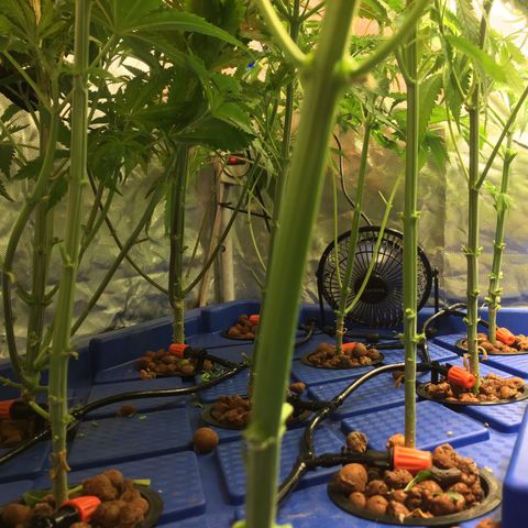 Hydro#1 x3 growlog timeline photo
