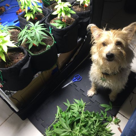 Hydro#1 x3 growlog timeline photo