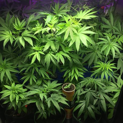 Hydro#1 x3 growlog timeline photo