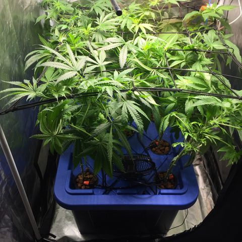 Hydro#1 x3 growlog timeline photo