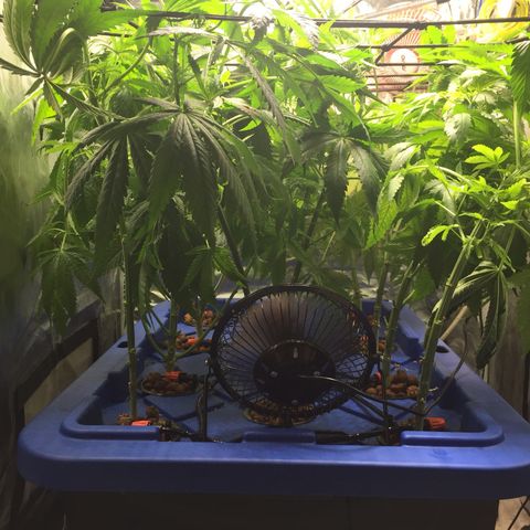 Hydro#1 x3 growlog timeline photo