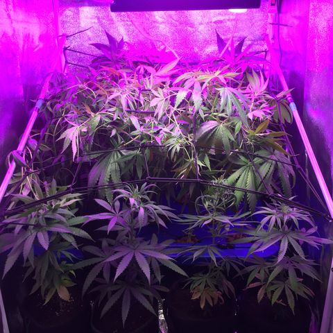 Hydro#1 x3 growlog timeline photo