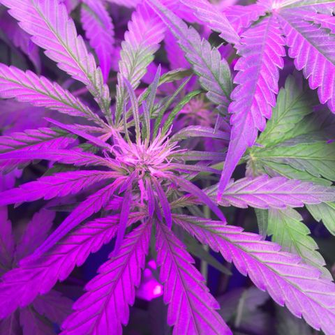 Hydro#1 x3 growlog timeline photo