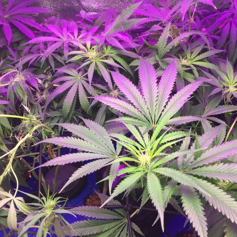 Hydro#1 x3 growlog timeline photo