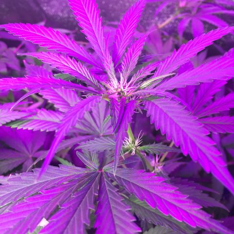 Hydro#1 x3 growlog timeline photo
