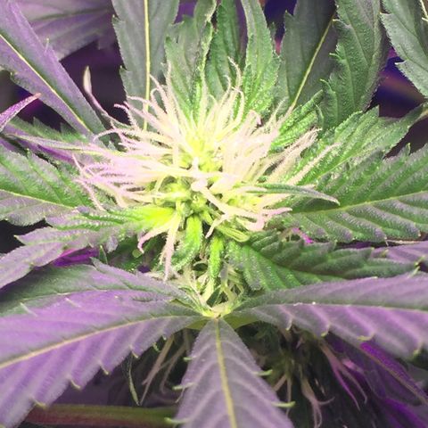 Hydro#1 x3 growlog timeline photo