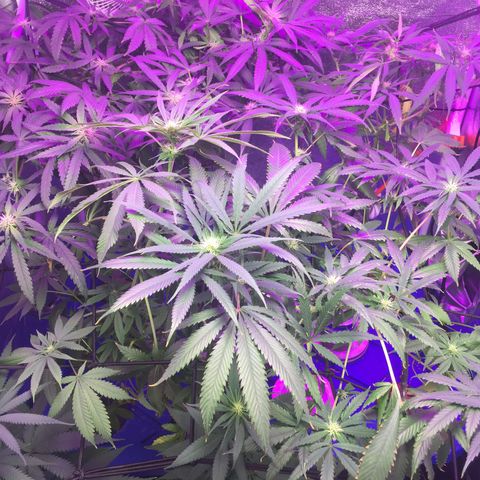 Hydro#1 x3 growlog timeline photo