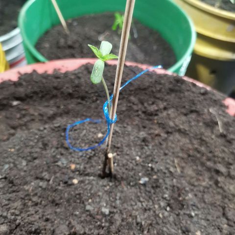 PUNTO ROJO M. R growlog timeline photo