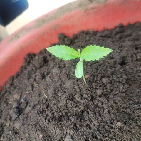 PUNTO ROJO M. R growlog timeline photo