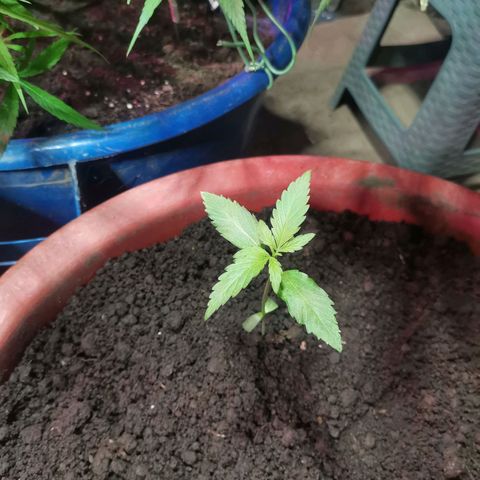 PUNTO ROJO M. R growlog timeline photo