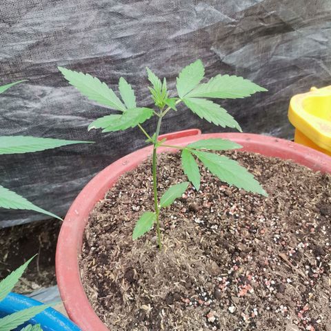 PUNTO ROJO M. R growlog timeline photo